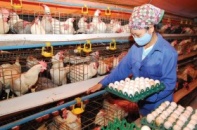 Chung sức xây dựng nông thôn mới