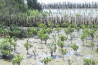 Tăng cường biện pháp phi công trình để đối phó nước biển dâng