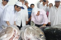 Cá ngừ đại dương lại lên đường sang Nhật