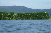 Phát triển Cồn Chim thành khu du lịch sinh thái