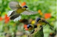 Xây dựng Công viên động vật hoang dã tại Ninh Bình