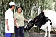Vinamilk thu mua 20 triệu kg sữa bò tươi nguyên liệu của nông dân