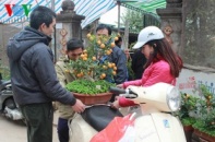 Tết Ất Mùi: Quất bonsai hút khách