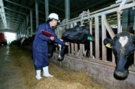 Bà Thái Hương nói về chuyện nông dân đổ sữa