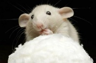 Người tuổi Tý năm Ất Mùi: Cẩn trọng với thị phi, phòng tiểu nhân phá rối