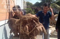 Nghệ an: Phát hiện củ khoai vạc "khủng" nặng 50kg