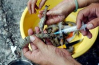 Thương lái Trung Quốc ủ mưu gì khi lùng mua tôm bơm tạp chất?