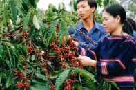Cho vay tái canh cây cà phê tại các tỉnh Tây Nguyên