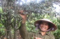 Đề xuất đưa mắc ca thành cây trồng mũi nhọn