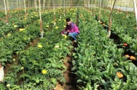Doanh nghiệp Nhật muốn đầu tư vào nông nghiệp Lâm Đồng