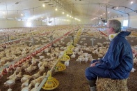 Lộ hình ảnh trang trại gà khổng lồ của KFC