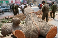 Báo chí thế giới quan tâm đặc biệt tới việc chặt cây xanh ở Hà Nội