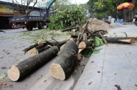 Chủ tịch TP.Hạ Long yêu cầu dừng ngay việc chặt cây cũ để trồng cây mới