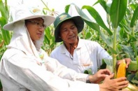 Canh tác ngô theo chuẩn Monsanto