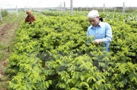 Showa Denko đầu tư 1 triệu USD trồng rau sạch tại Hà Nam