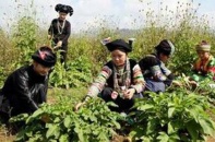 Hàn Quốc muốn đầu tư trồng dược liệu tại Cao Bằng