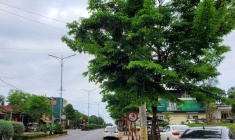 Nhiều cựu lãnh đạo tại Quảng Trị “thông thầu” trong vụ án Cây xanh Công Minh
