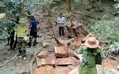  Gần 200 ha rừng ở Gia Lai bị tàn phá trái phép