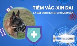 [Video] Tiêm vắc-xin dại là bắt buộc khi bị chó mèo cắn