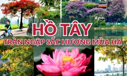 [Ảnh] Hồ Tây tràn ngập sắc hương mùa hạ    