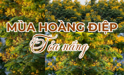 [Ảnh] Mùa hoàng điệp "tỏa nắng"