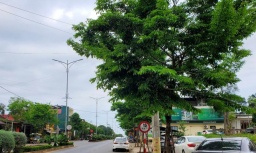 Nhiều cựu lãnh đạo tại Quảng Trị “thông thầu” trong vụ án Cây xanh Công Minh