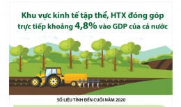 [Infographic] Khu vực kinh tế tập thể, Hợp tác xã đóng góp trực tiếp khoảng 4,8% vào GDP của cả nước 