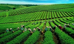 Nâng cao vai trò, hiệu quả phát triển kinh tế tập thể trong nông nghiệp của Hội Nông dân Việt Nam
