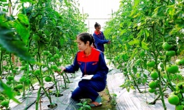 Hà Nội mở rộng vùng sản xuất an toàn hướng tới nông nghiệp bền vững