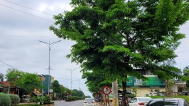 Nhiều cựu lãnh đạo tại Quảng Trị “thông thầu” trong vụ án Cây xanh Công Minh