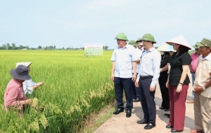 Ngành nông nghiệp Thủ đô bắt nhịp thị trường bằng công nghệ và giống mới