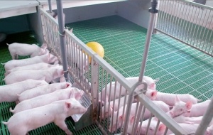 Đề xuất xây dựng chương trình quốc gia phòng chống dịch tả lợn châu Phi