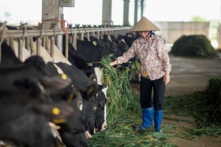 Vinamilk chào mua công khai, dàn “sao” ngoại rời GTNFoods