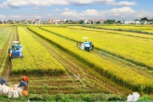 Việt Nam và Thụy Sỹ gia hạn dự án theo dõi và bảo hiểm lúa hết năm nay