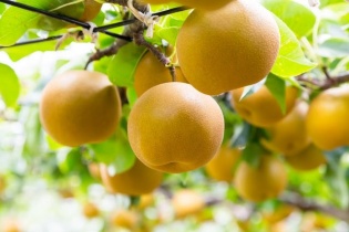 AEON tìm cách đưa lê, gạo, thịt bò Nhật Bản vào thị trường Việt Nam