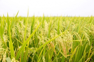 Ngóng chính sách “xanh” cho nhà đầu tư vào nông nghiệp  