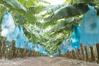 Thaco xin cấp giấy phép liên vận quốc tế cho 100 xe vận chuyển hoa quả từ Campuchia 