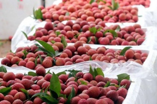 Đề nghị các hãng hàng không hỗ trợ vận chuyển vải thiều Bắc Giang vào phía Nam