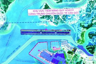 Đầu tư siêu cảng Cần Giờ sẽ trồng rừng thay thế gấp 3 lần diện tích xây cảng