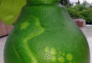 Bưởi bản đồ Việt Nam: Quà độc cho dịp Tết