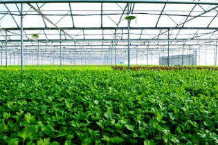 BASF “bắt tay” Tân Hùng Cơ hỗ trợ nông dân tăng năng suất