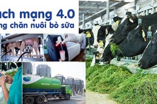 Hệ thống trang trại bò sữa Vinamilk đạt mức tăng trưởng ấn tượng 