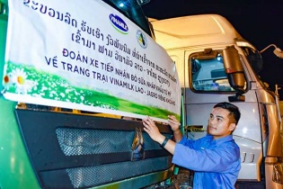 Vinamilk nhập đàn bò sữa 1.000 con từ Mỹ về trang trại tại Lào