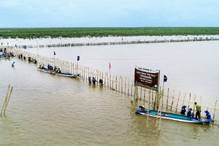 Vinamilk triển khai dự án tái sinh 25 hecta rừng ngập mặn tại Cà Mau