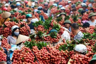 Quả vải tươi Việt Nam sẽ được xuất khẩu sang Úc