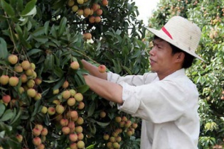 Vải thiều sắp vào vụ, chờ cú huých đi Mỹ, Úc, châu Âu