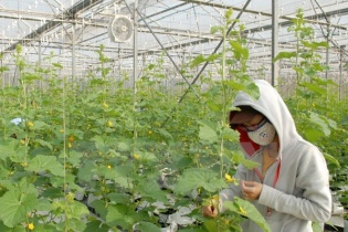 Hà Nội chi 64 tỷ đồng phát triển vùng nông nghiệp chuyên canh