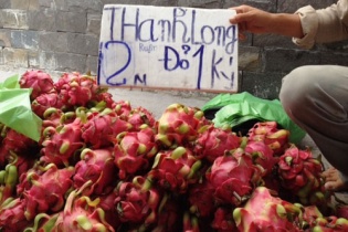 Mới đầu vụ thanh long đã rớt giá