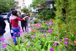 Muôn hoa khoe sắc tại chợ phiên cây cảnh Hà Nội