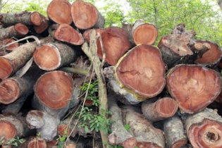 Hà Nội: Đấu giá 145m3 gỗ cây xanh bị chặt hạ